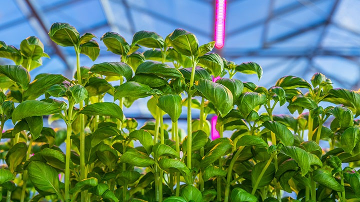 FreshFood-Philips-oświetlenie-supermarketu